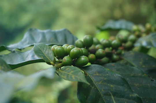 A close-up view of unripe, green coffee cherries growing on a branch with large, glossy green leaves. The background is blurred, creating a soft focus effect that highlights the coffee plant.