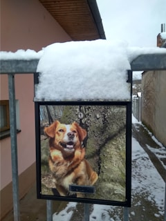 A metal post box with a photo of a happy brown dog against a tree trunk. Snow covers the top of the box and the surrounding area. The background includes a peach-colored wall and a narrow pathway between buildings.