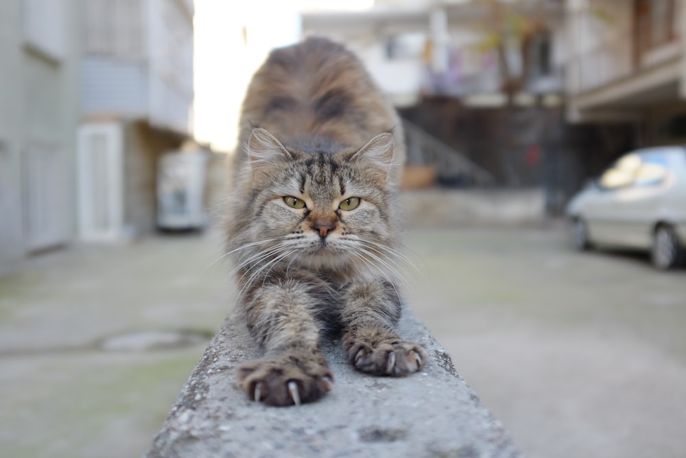 a cat that is sitting on a ledge