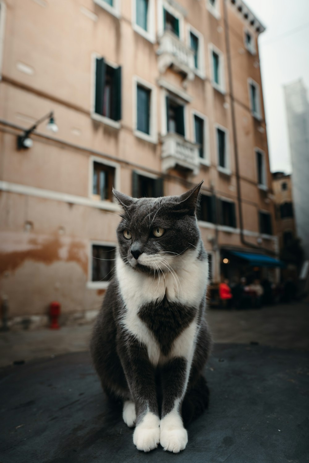 a black and white cat sitting in front of a building