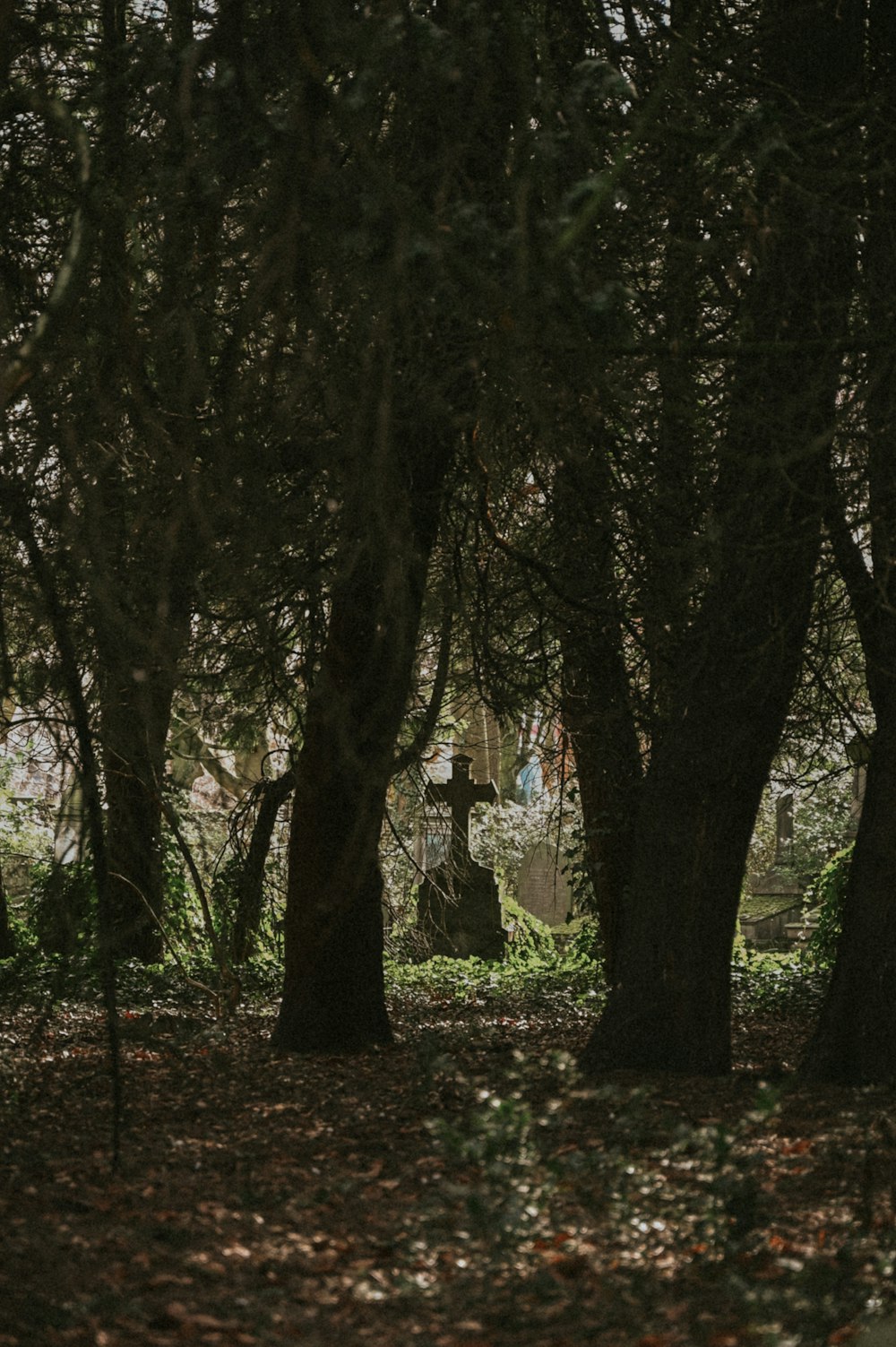 Un cimetière au milieu d’une forêt