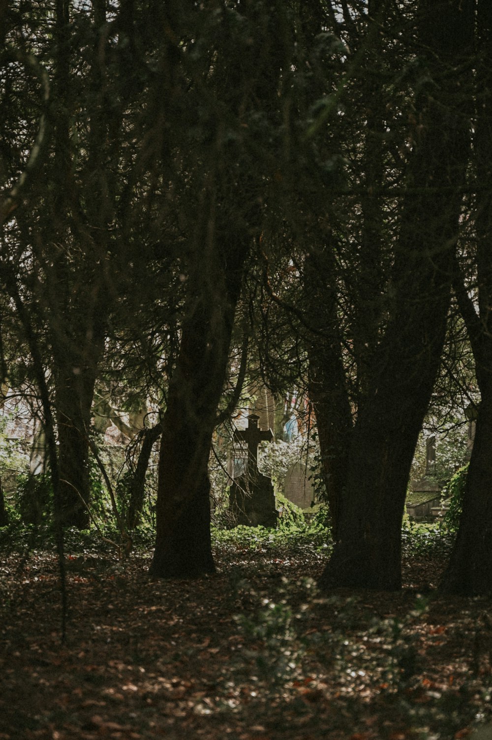 a cemetery in the middle of a forest