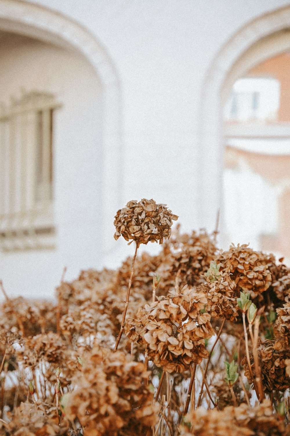 un tas de plantes qui sont à l’extérieur d’un bâtiment