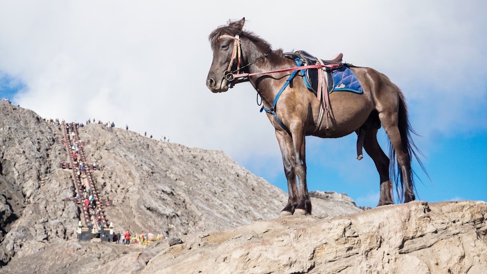 a brown horse standing on top of a rocky hill