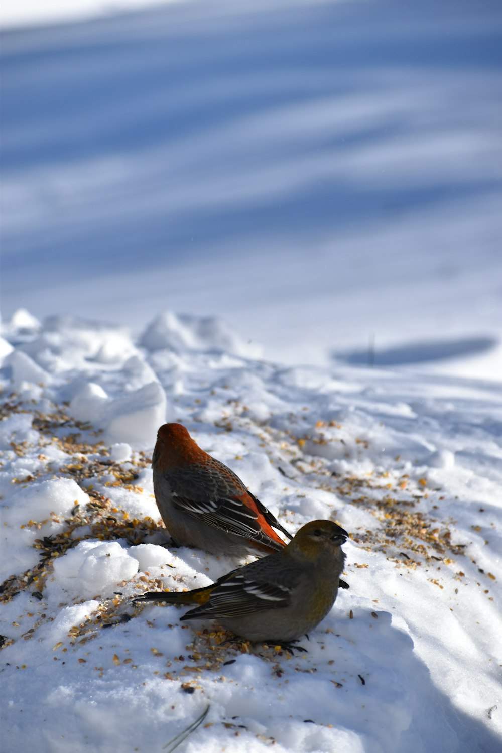 a couple of birds that are standing in the snow