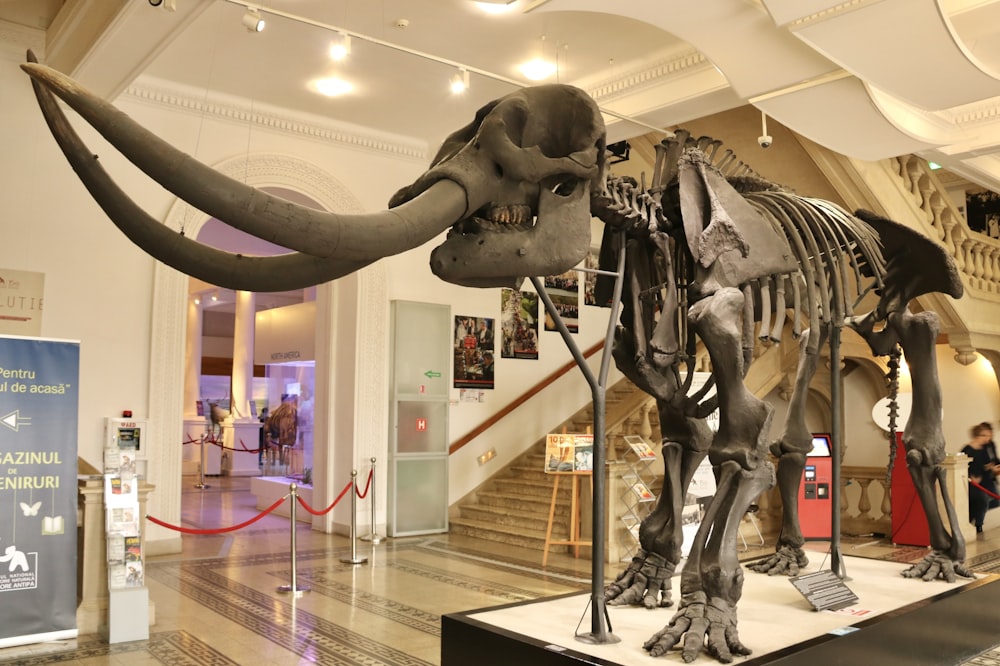 a museum with a large elephant skeleton on display