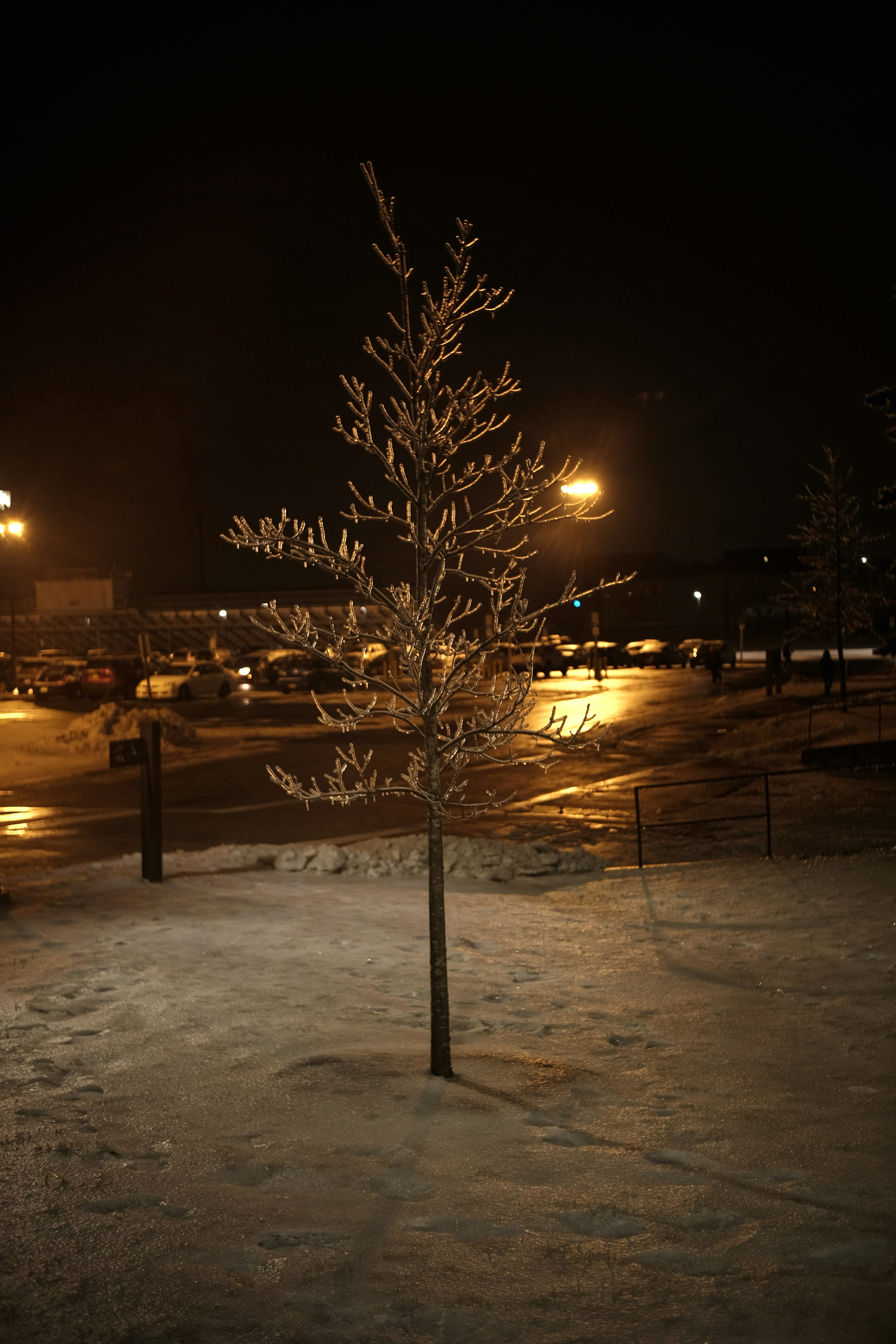 a small tree in the middle of a snowy field