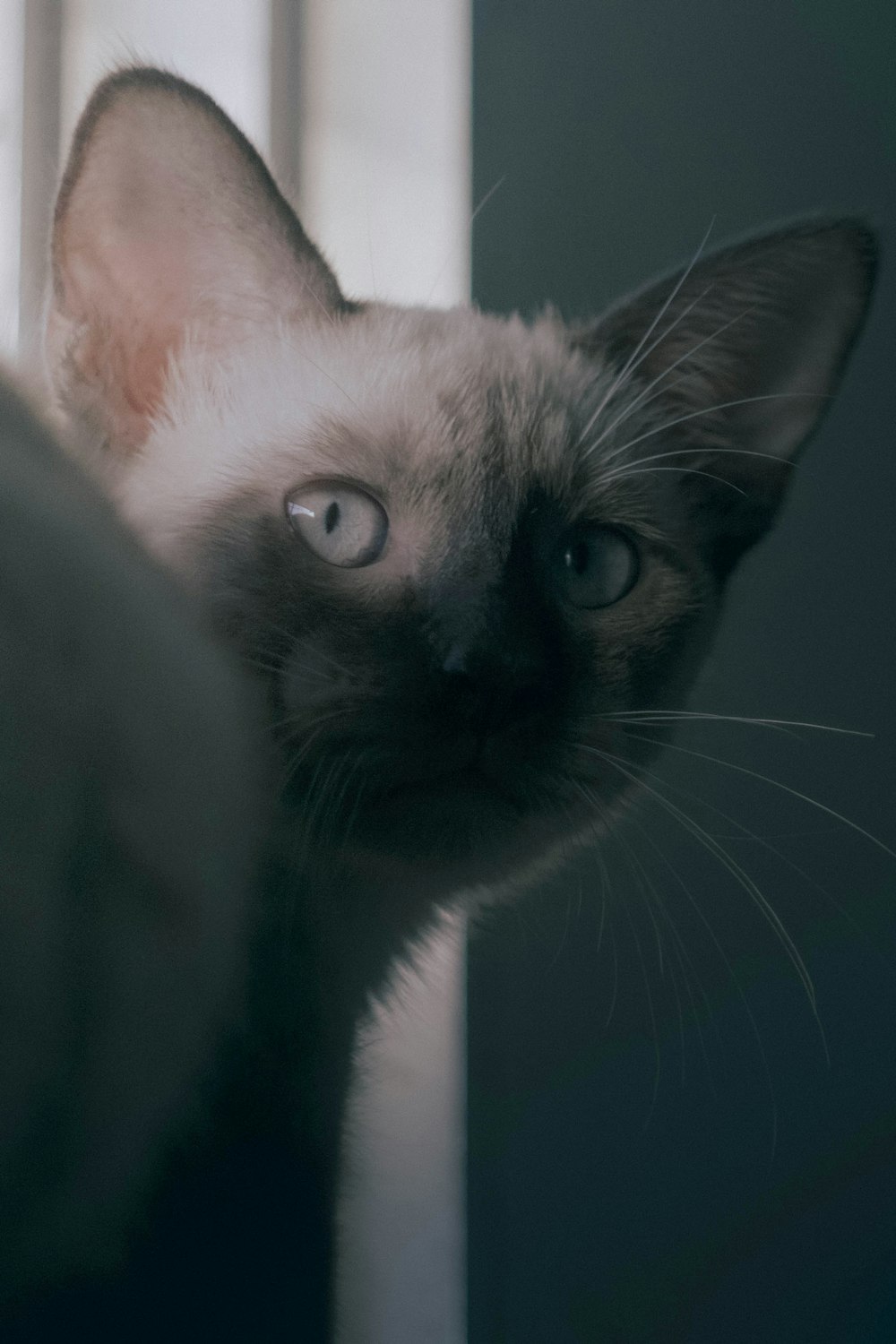 a close up of a cat near a window