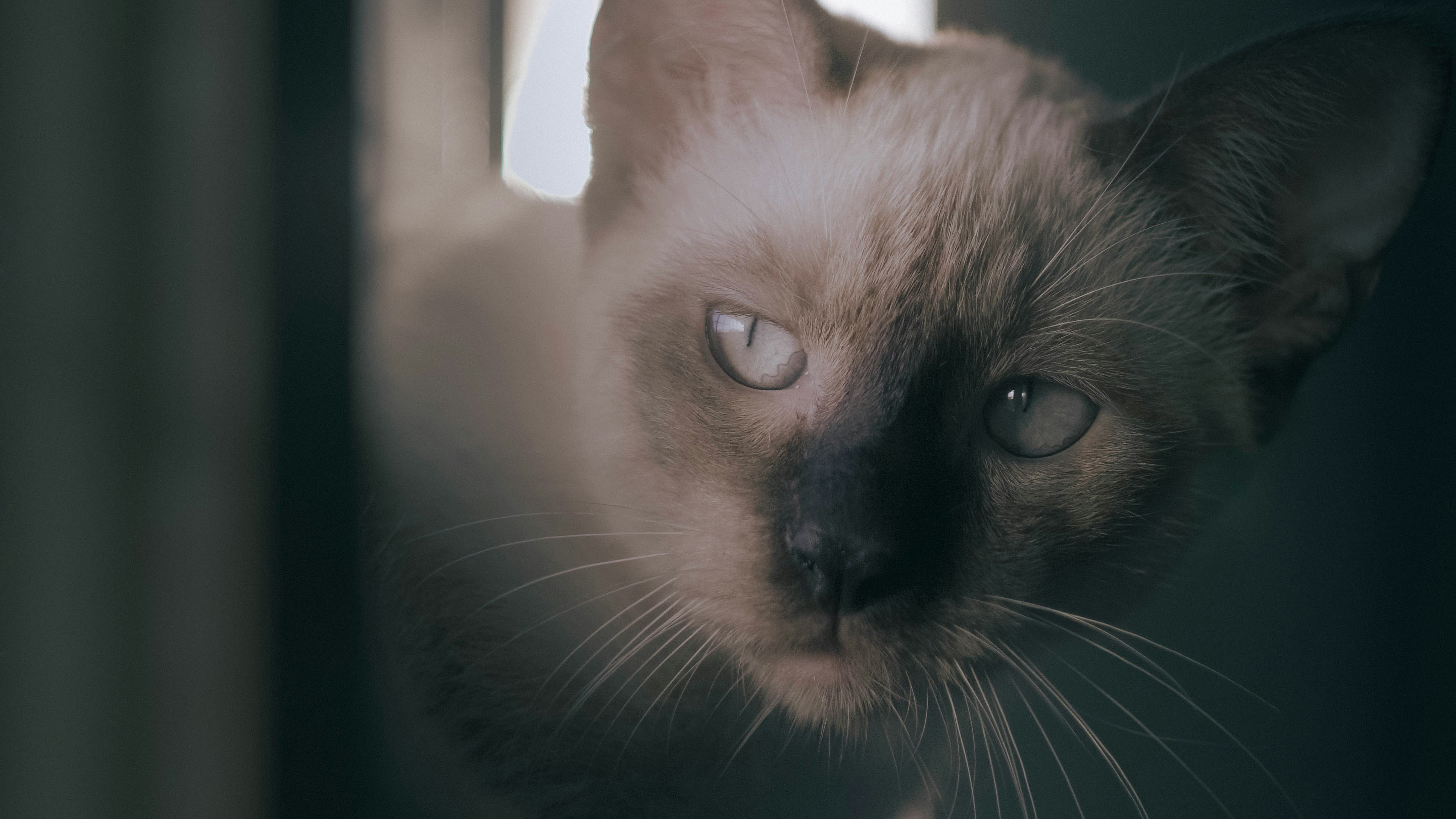 Siamese's Vocal Smile (image credits: unsplash)