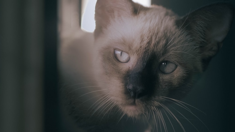 a close up of a cat with a blurry background