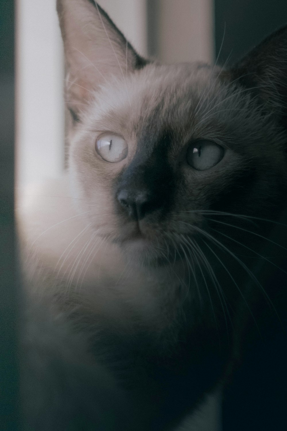 a siamese cat looking out of a window