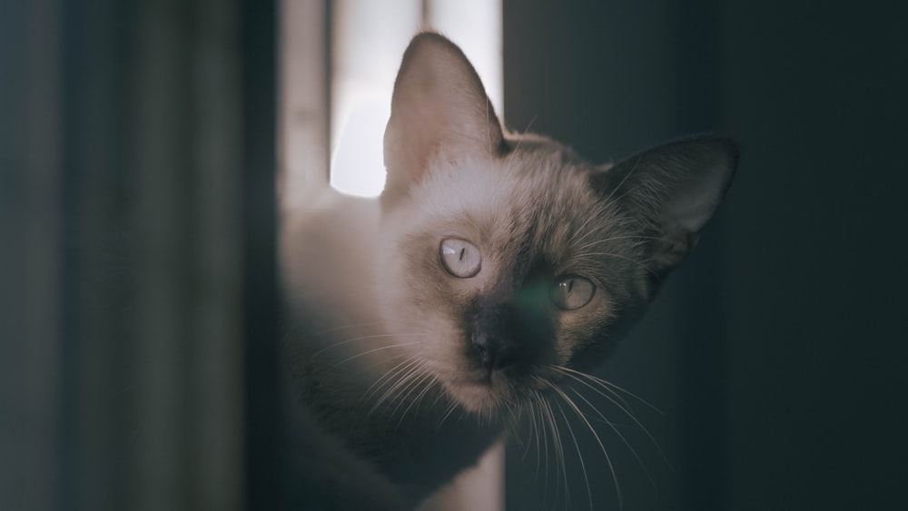 a siamese cat looking out of a window