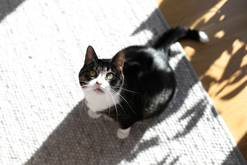 a black and white cat sitting on top of a wooden floor