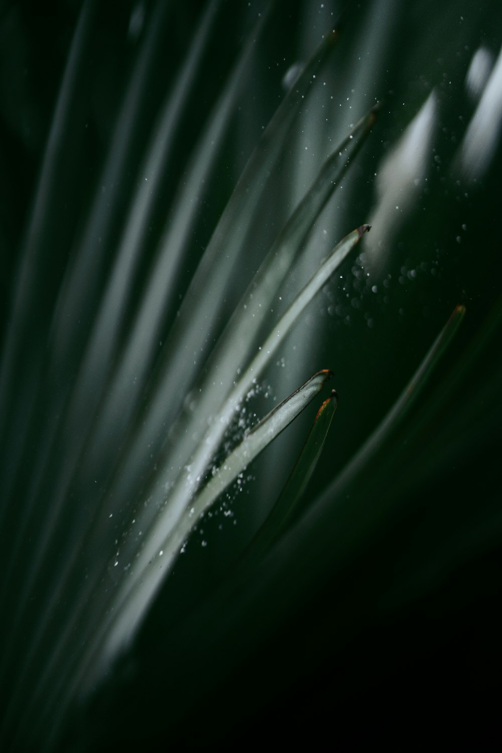 a close up of a plant with drops of water on it