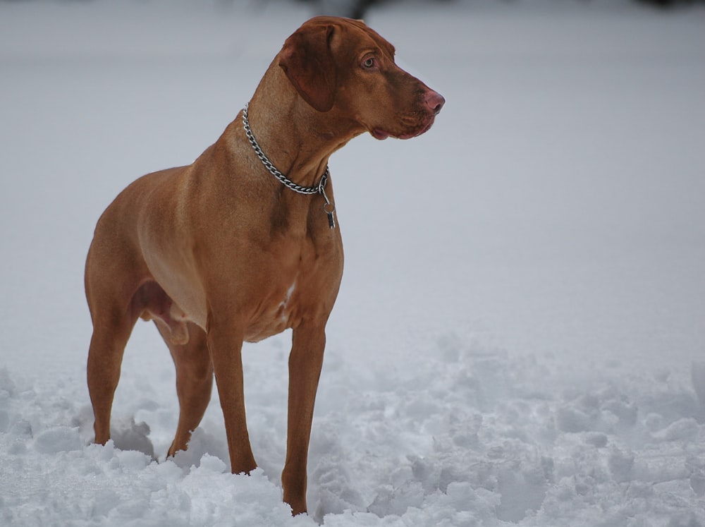 a brown dog standing in the snow with a chain around its neck