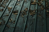 A green metal roof covered with dry leaves and twigs scattered across its surface. The texture of the roof is ribbed, creating parallel lines that highlight the accumulation of organic debris. The leaves vary in size and shape, some curled and others flattened against the roof.