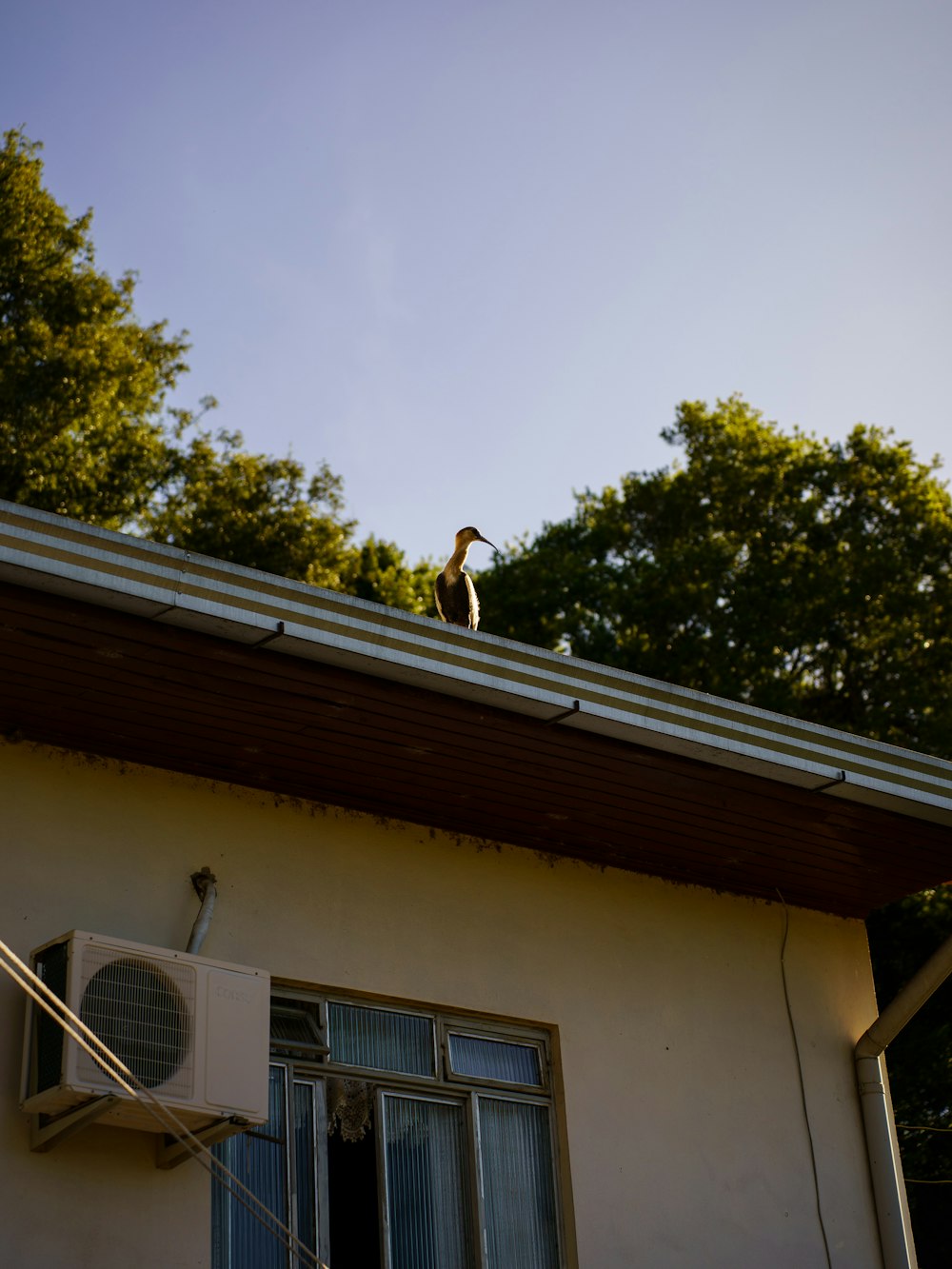a bird sitting on top of a roof next to a window