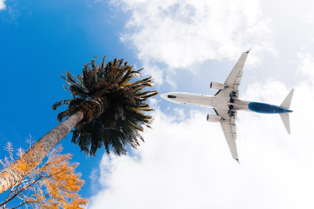 an airplane is flying over a palm tree