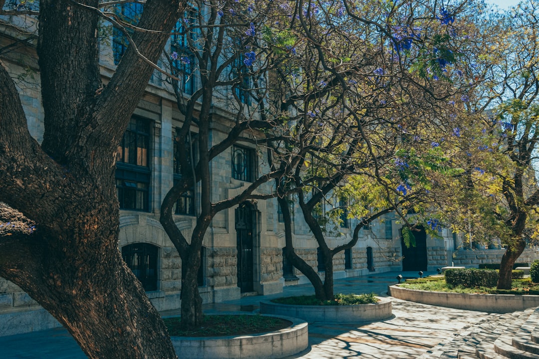 a tree in front of a building with many windows,
