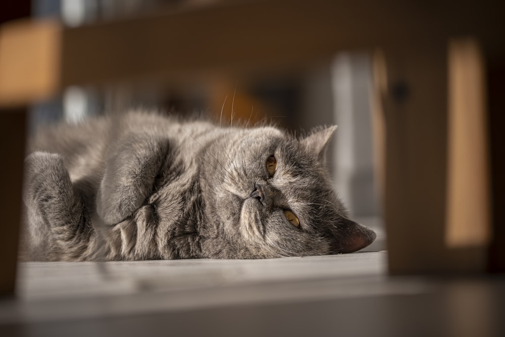 a gray cat laying on its back on the floor