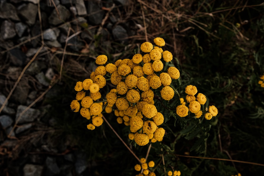 a bunch of yellow flowers sitting on top of a field