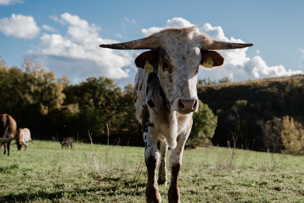 a brown and white cow standing on top of a lush green field