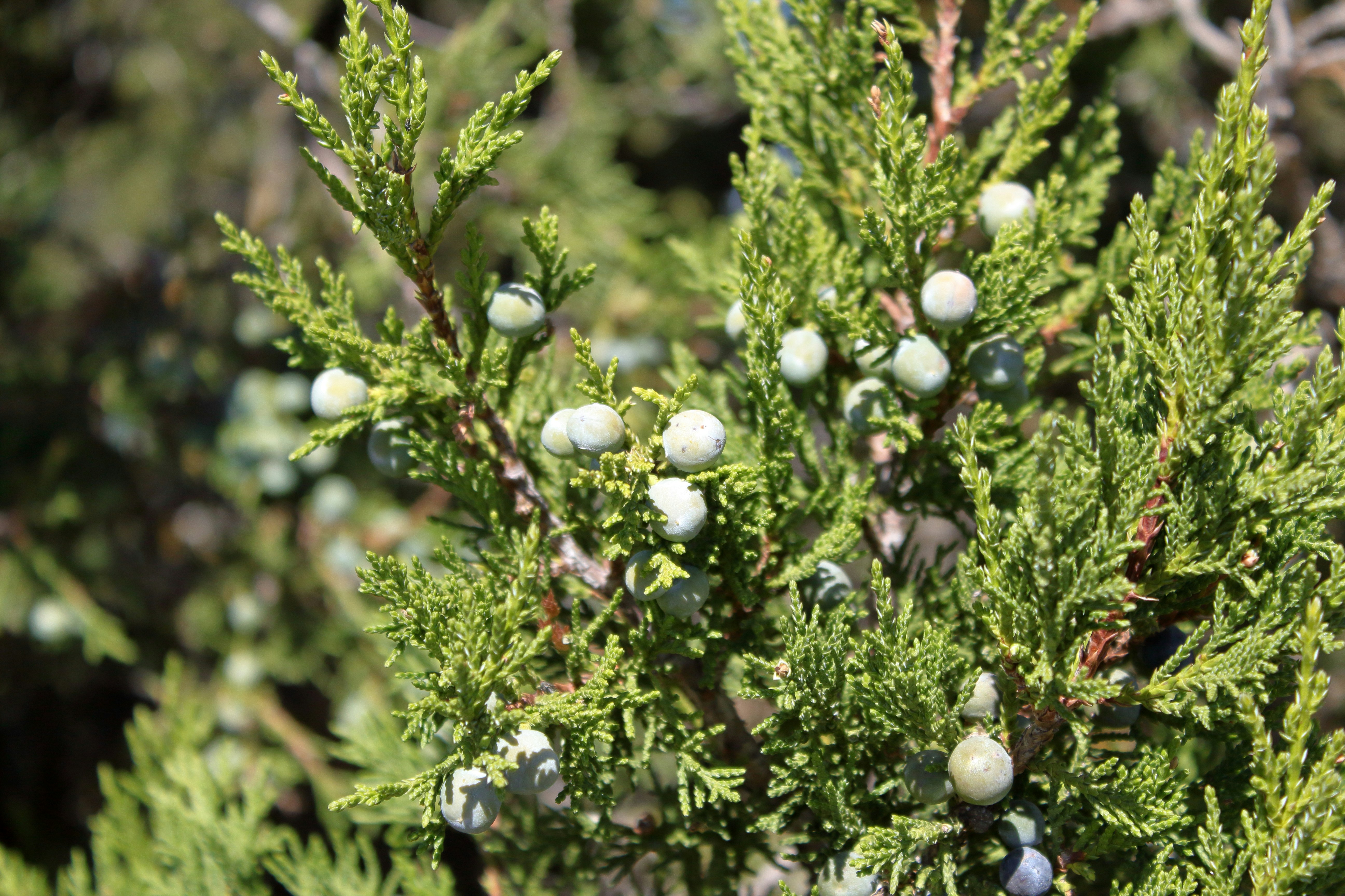 A close up of a tree with white balls on it photo Free Berry Image on