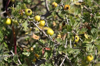 Clusters of small, round, green-yellow fruits are surrounded by dense green foliage. The branches appear woody and thorny, with some leaves showing signs of browning or autumnal change.