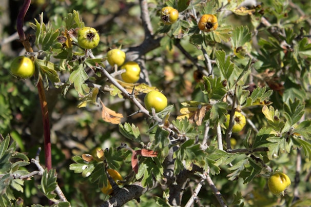 Clusters of small, round, green-yellow fruits are surrounded by dense green foliage. The branches appear woody and thorny, with some leaves showing signs of browning or autumnal change.
