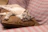 A sleek gray cat lounging on a colorful cushion, dressed in a vibrant handmade dress.