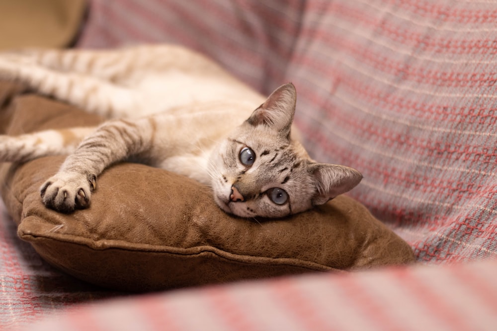 a cat laying on top of a pillow on a couch