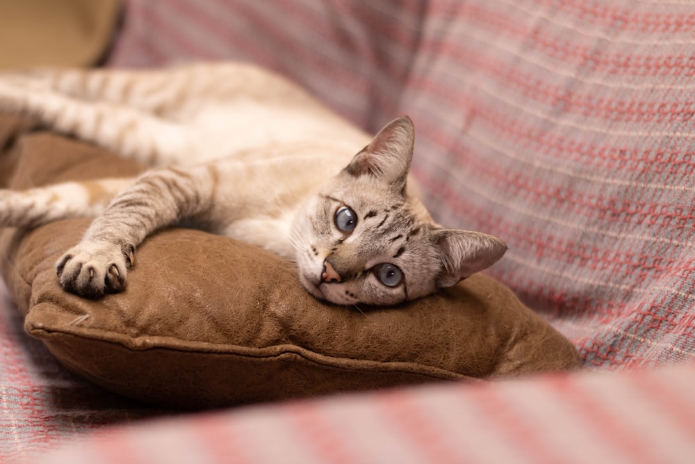 Un gato acostado encima de una almohada en un sofá