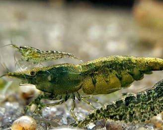 A detailed close-up of a small green shrimp with a textured body that appears to be in an aquatic environment. The shrimp's body shows intricate patterns and it is surrounded by pebbles or small stones.