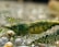 A detailed close-up of a small green shrimp with a textured body that appears to be in an aquatic environment. The shrimp's body shows intricate patterns and it is surrounded by pebbles or small stones.