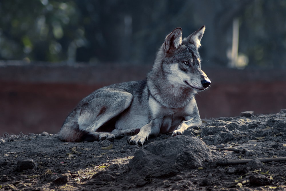 a wolf laying on the ground in a forest
