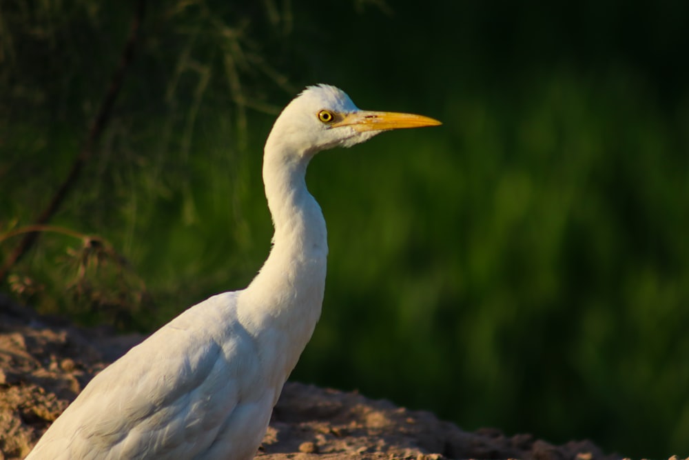 a white bird with a yellow beak standing in the sand