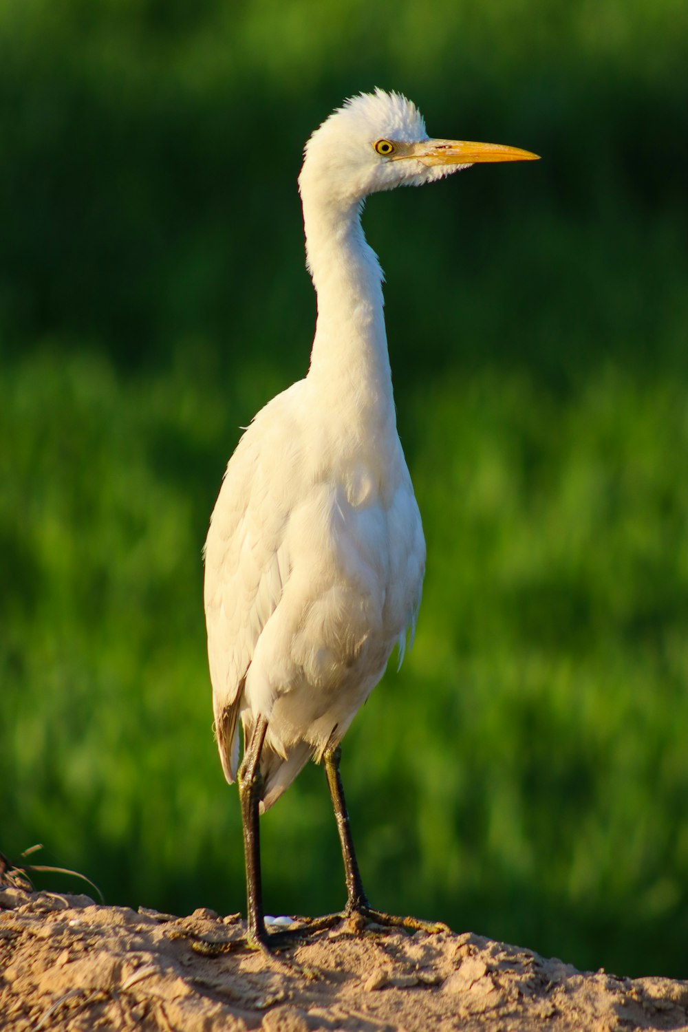 Un uccello bianco è in piedi sulla sabbia