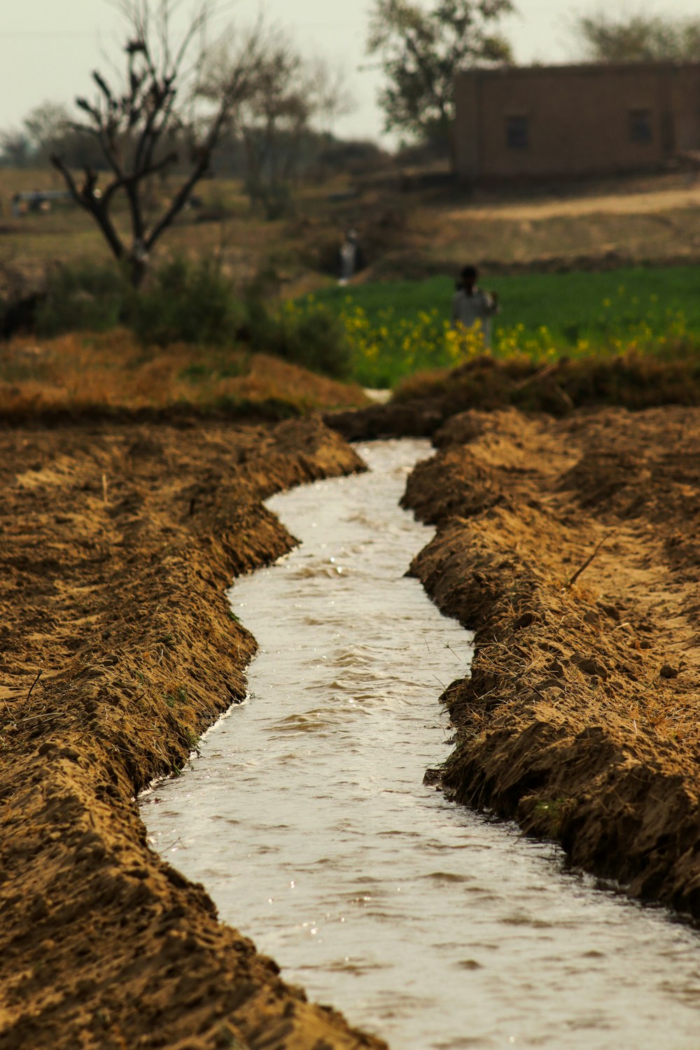 um pequeno fluxo de água que atravessa um campo