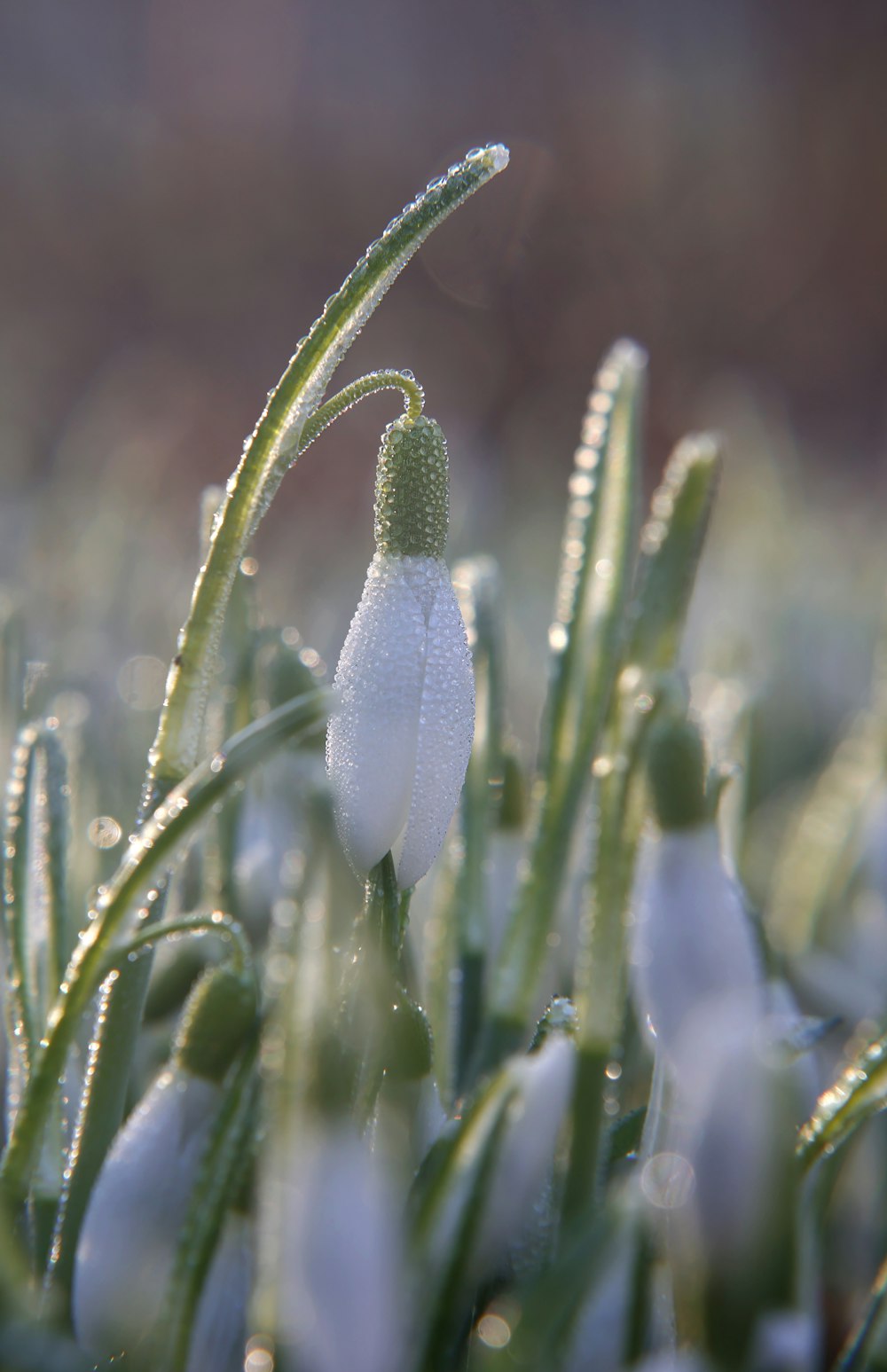 a close up of a flower with drops of water on it