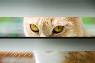 A cat with striking golden eyes peers through a gap in horizontal blinds, creating a sense of curiosity and intrigue.