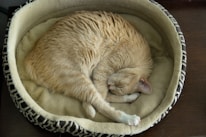 A cozy cat curled up on a soft pet bed with a yellow blanket.