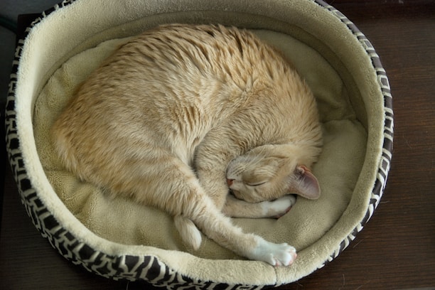 A cat with light brown fur is curled up and sleeping in a round, soft pet bed. The bed has a plush beige interior and a patterned exterior. The setting appears calm and cozy.