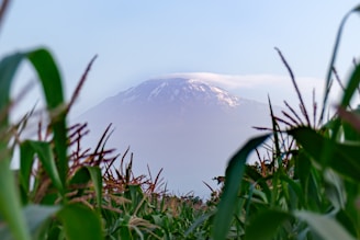 a view of a snow capped mountain through the leaves of a corn field