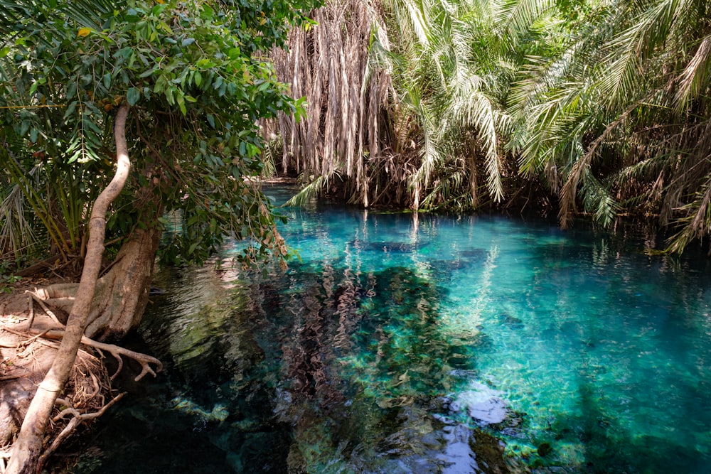 a body of blue water surrounded by trees