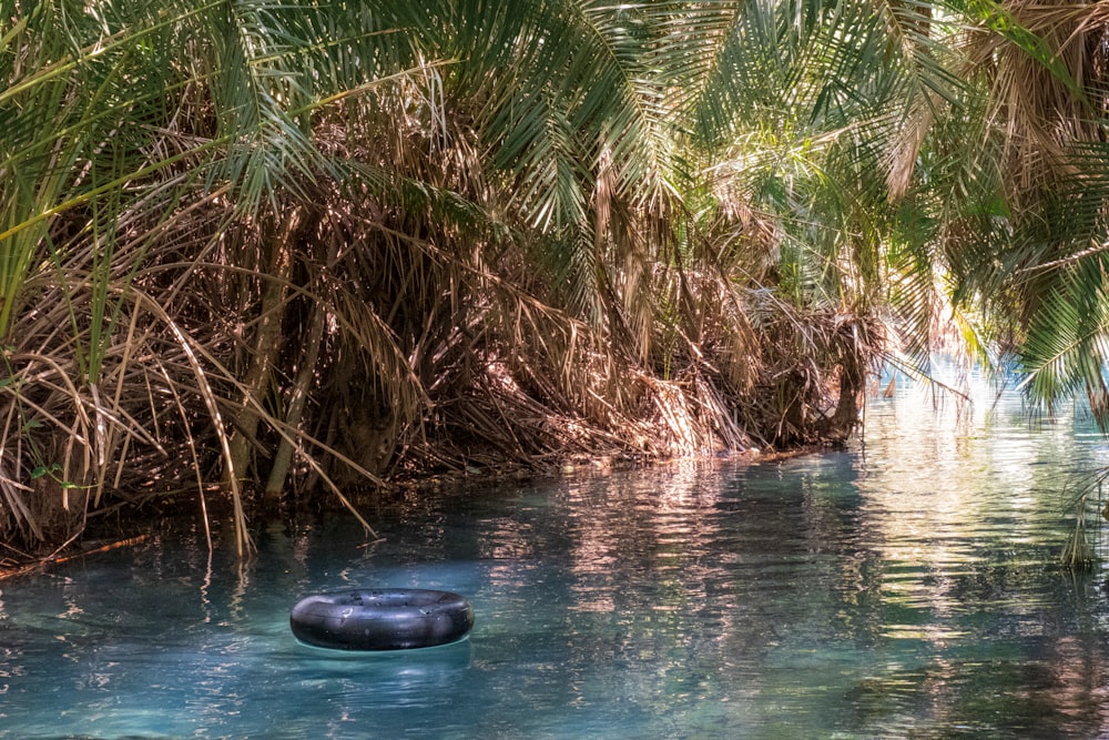 a body of water surrounded by palm trees