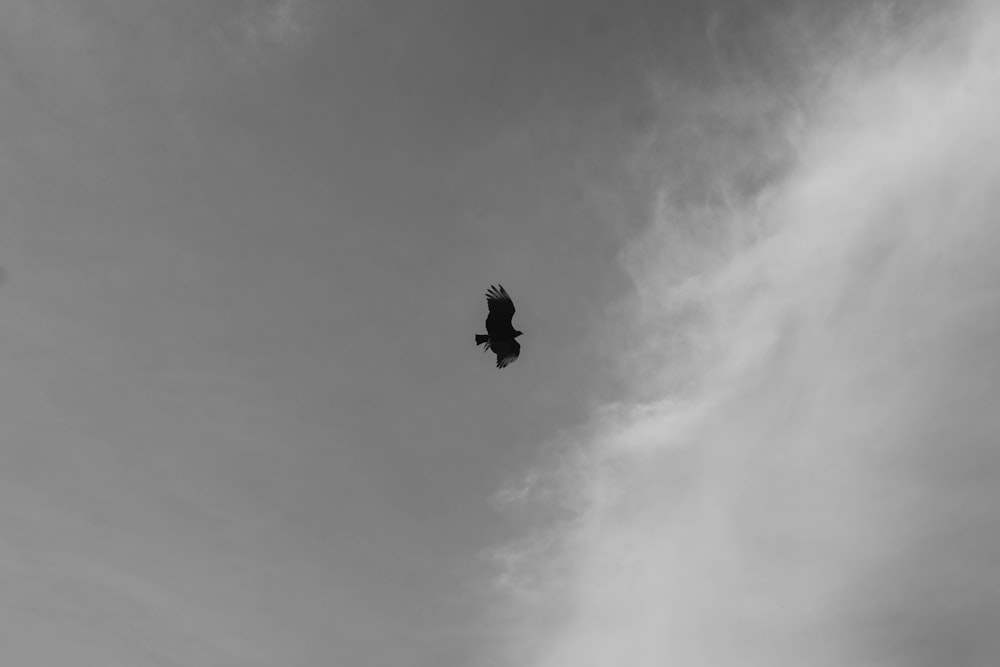 a black and white photo of a bird flying in the sky