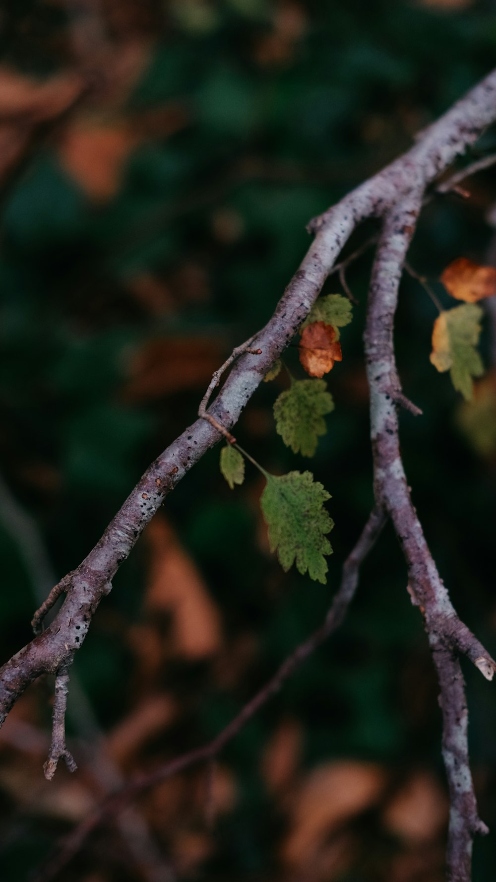 a close up of a branch with leaves on it