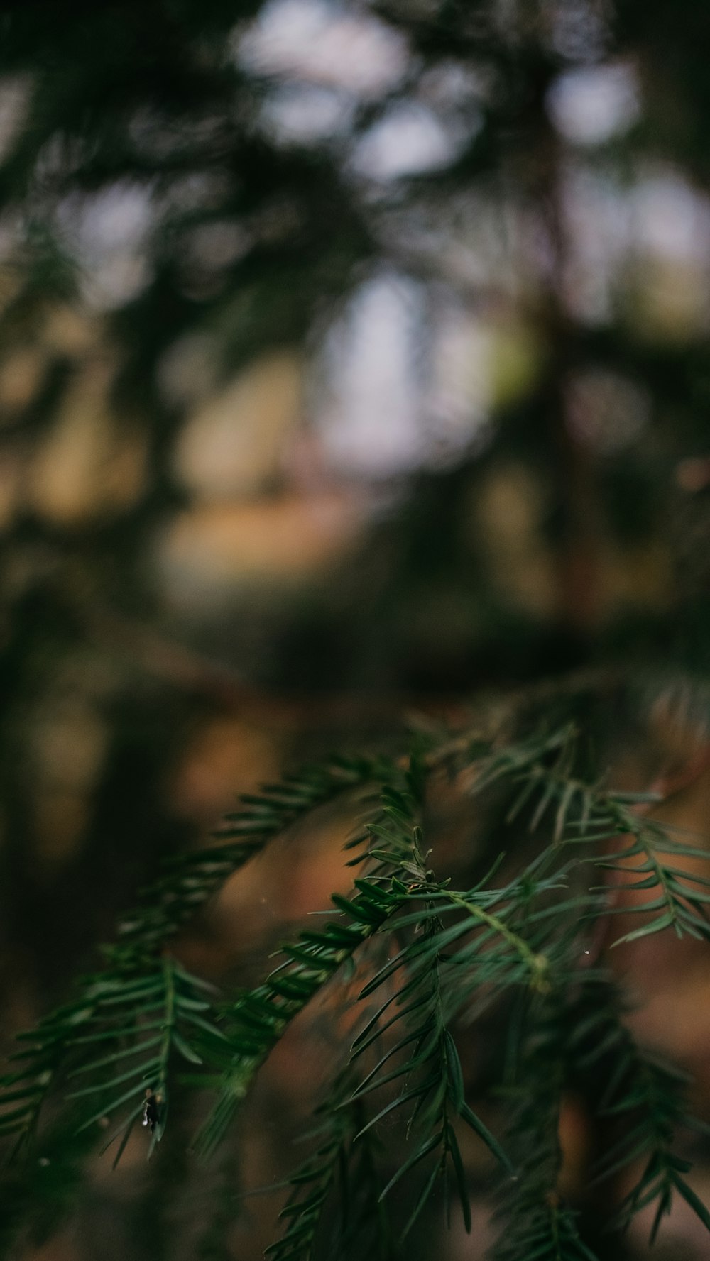 a close up of a pine tree branch