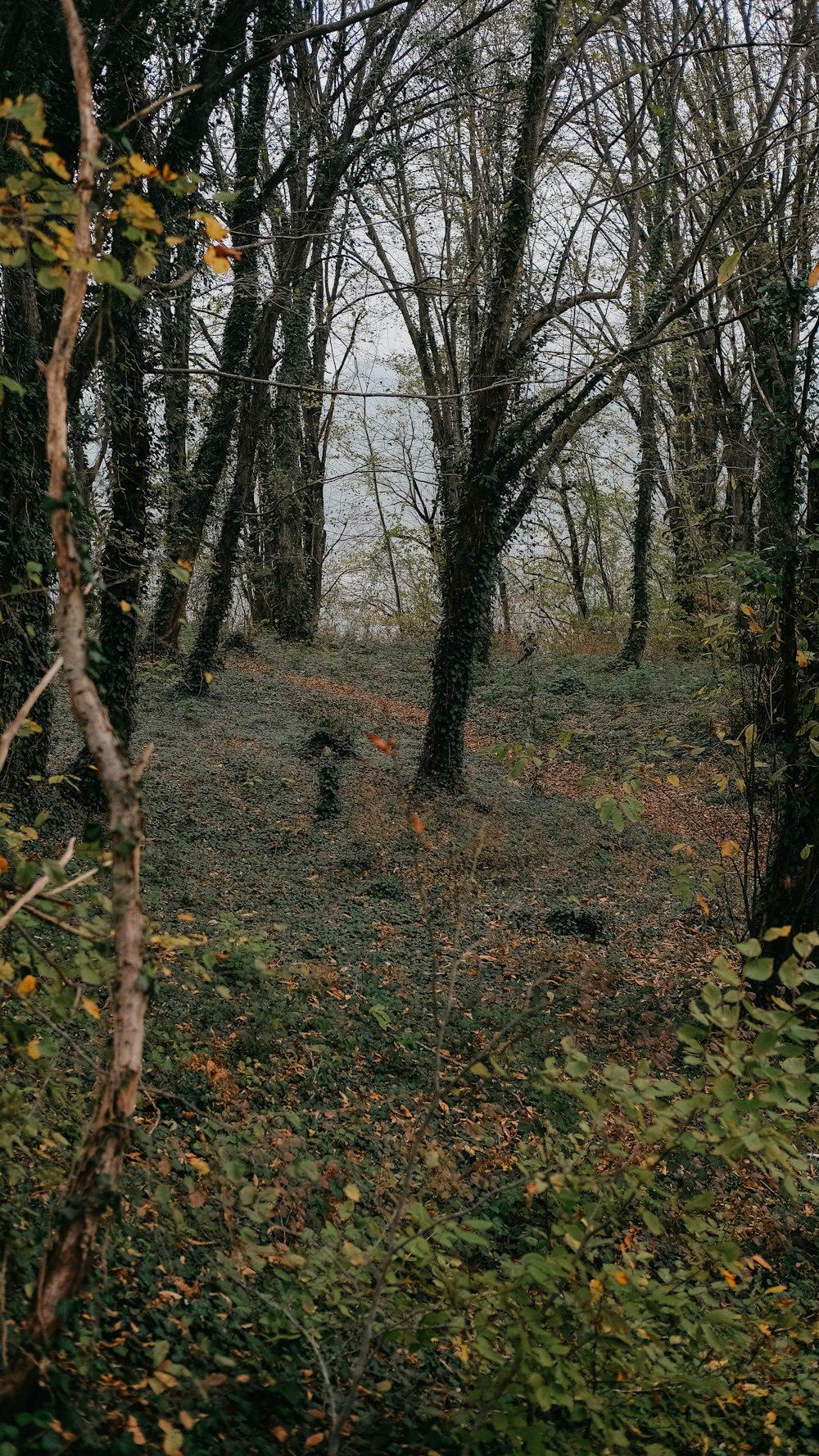 a person walking through a forest filled with trees