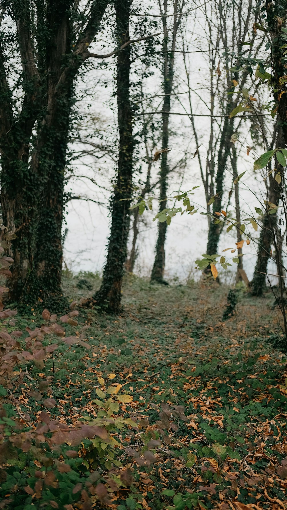 a red fire hydrant sitting in the middle of a forest